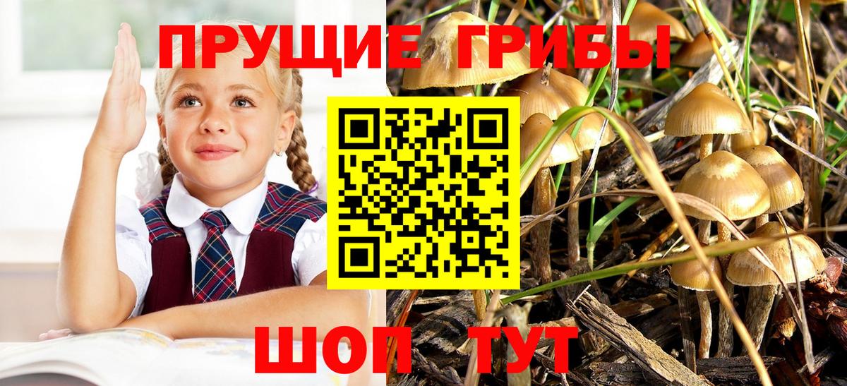 Александров  Галлюциногенные грибы Cubensis  Вход с VPN 